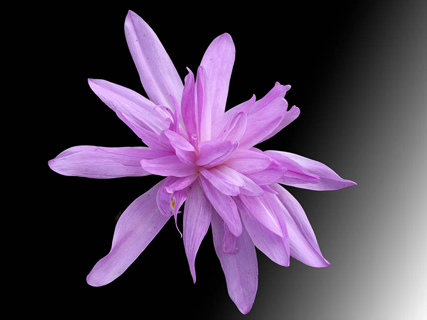 Colchicum 'Waterlily'